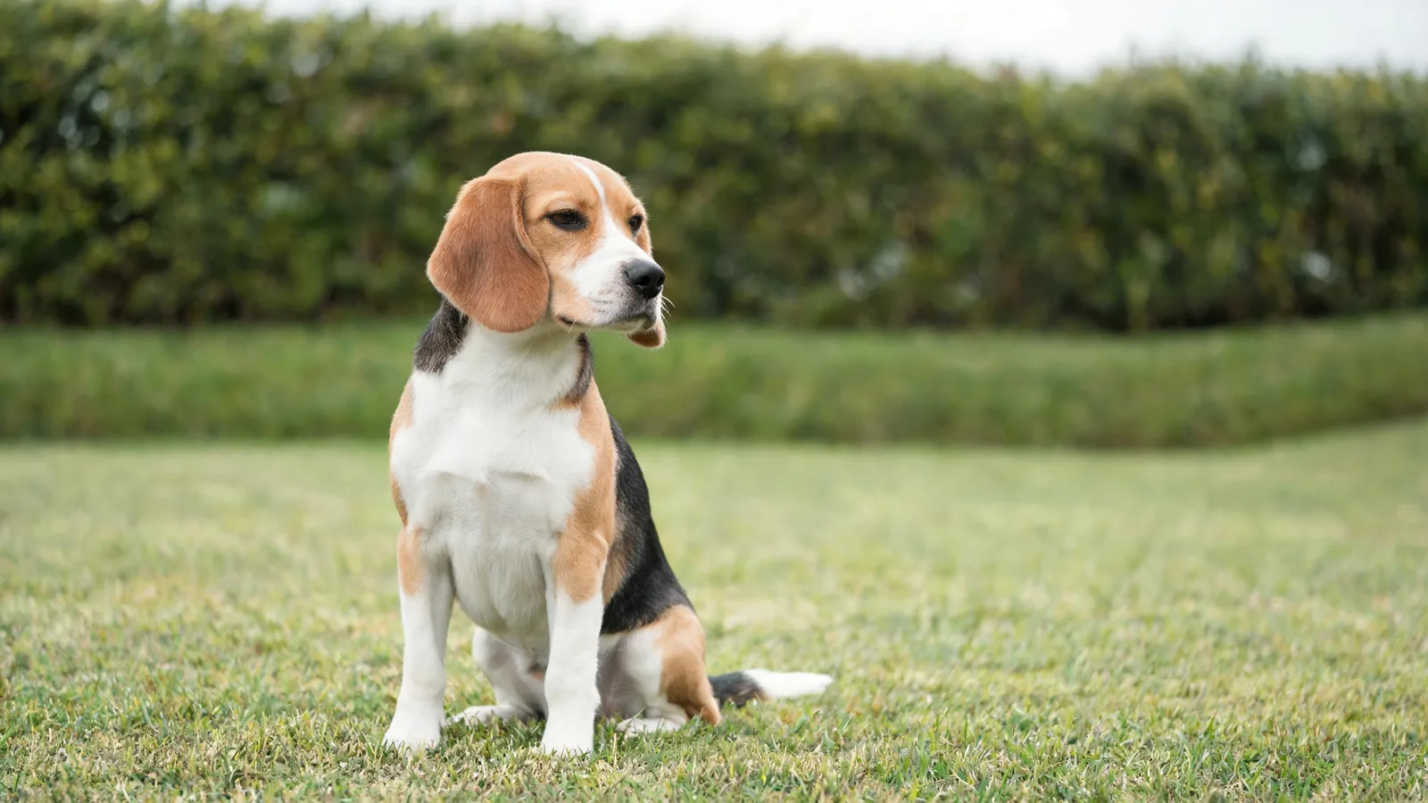 A beagle sitting on a lawn with its head tilted gently to one side.